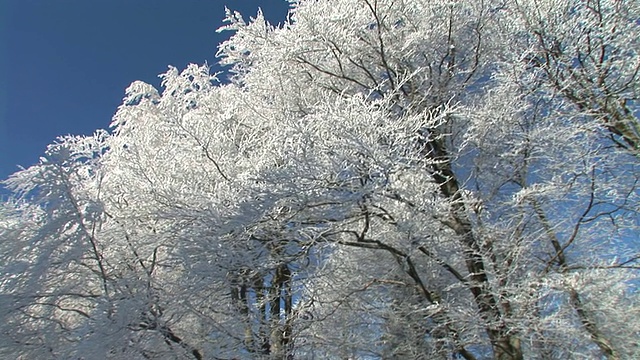 白雪覆盖的树木。视频素材