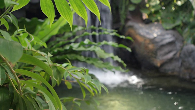 植物园中的装饰性瀑布;关注树叶视频素材