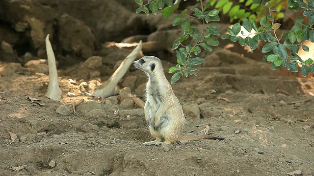 Meerkat的视频素材