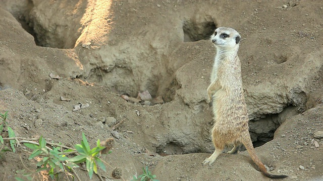 Meerkat的视频素材