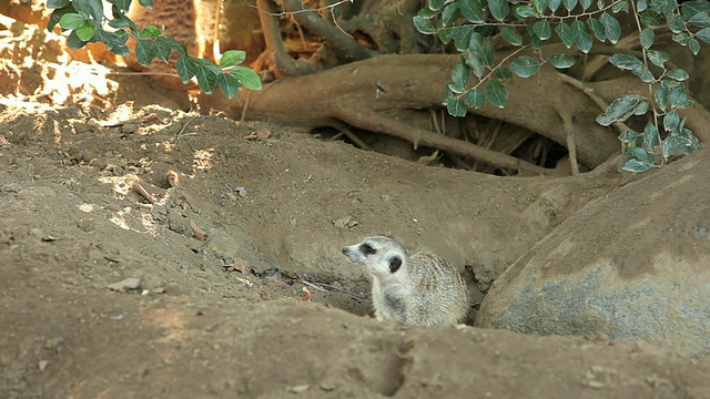 Meerkat的视频素材