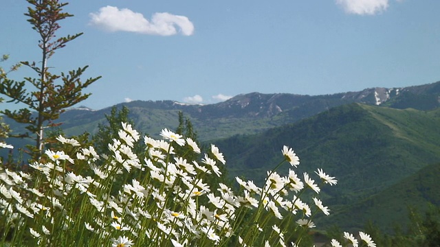 美国帕克城，UT，白色的花和山的背景视频素材