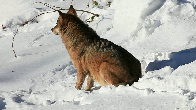 狼在雪地上视频素材