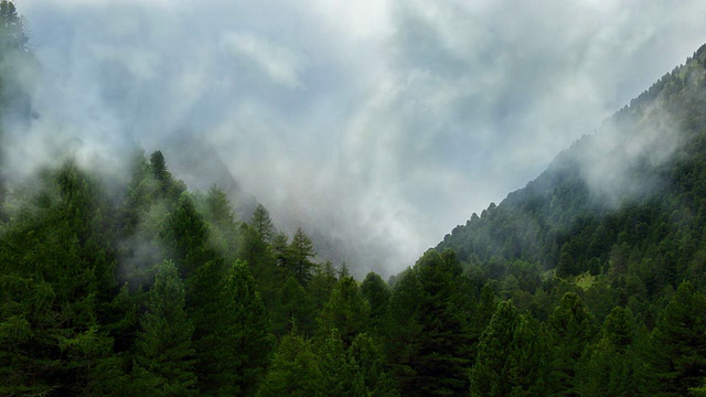 动也不动:山中有雾的森林视频素材