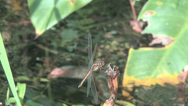 草地上的蜻蜓3 -高清30F视频素材