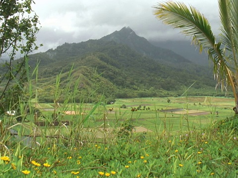 热带山谷穿过野草视频素材