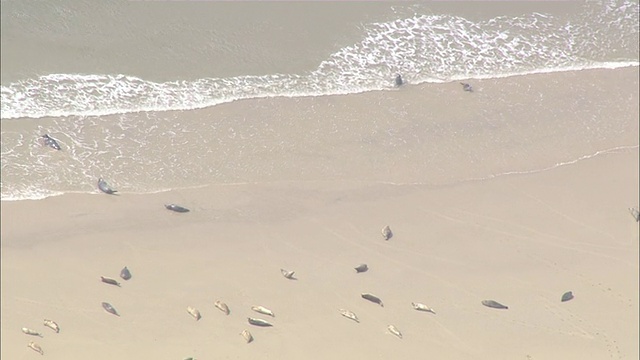 WS航空海豹躺在海岸边/ Luetje Hoern Borkum，下萨克森，德国视频素材