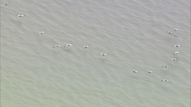 WS AERIAL TS飞越海洋的鸟类/ Luetje Hoern Borkum，下萨克森，德国视频素材