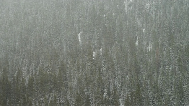 雪吹在高山树木前/大理石城市，科罗拉多州，美国视频素材