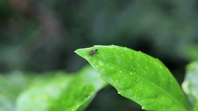 绿叶上的虫子视频素材