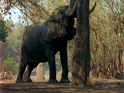 非洲象(Loxodonta africana)， MCU大象用头推白相思树，豆荚落在地上视频素材