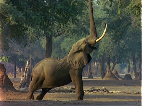 非洲象(Loxodonta africana)， MCU大象伸展四肢，用树干拉树叶和吃视频素材