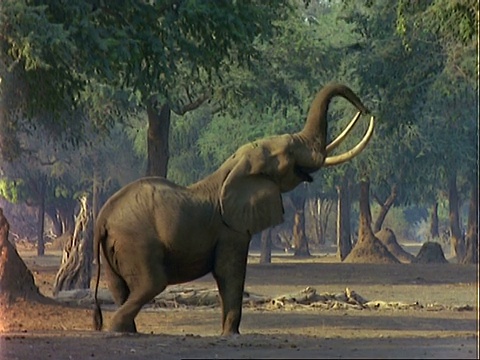 非洲象(Loxodonta africana)， MCU大象伸展四肢，用树干拉树叶和吃视频素材