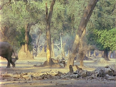 非洲象(Loxodonta africana)， MWA从右到左走过树木和羚羊视频素材