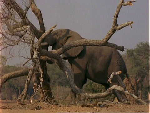 非洲象(Loxodonta africana)， MCU用树干轻推枯树，放大视频素材