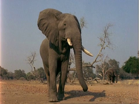 非洲象(Loxodonta africana)， CU面对镜头，走到左边视频素材