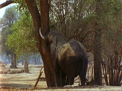 非洲象(Loxodonta africana)， MS用树干推着树，金合欢荚落在地上视频素材