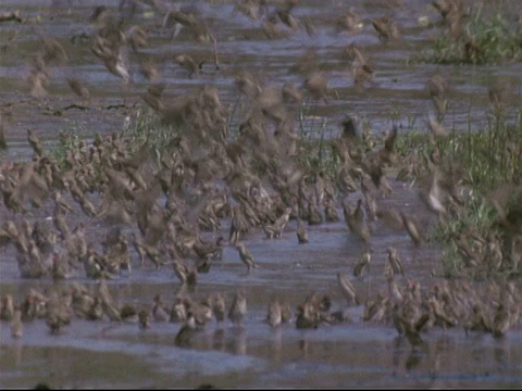 一群红嘴奎利亚鸟在津巴布韦的马纳池的溪流中起降、饮水和洗澡视频素材