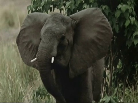 MCU的小非洲象(Loxodonta africana)在树林中奔跑，冲向一群非洲野狗(Lycaon pictus)，魔法池，津巴布韦视频素材