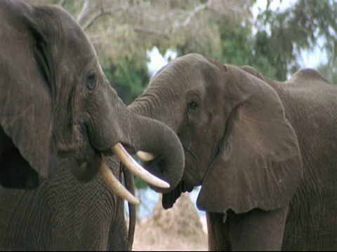 非洲象(Loxodonta africana) - CU大象站着，接近另一个，用树干互相问候，津巴布韦的Mana Pools视频素材