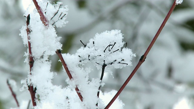 冰雪覆盖植物/ Kastel，莱茵兰-普法尔茨，德国视频素材