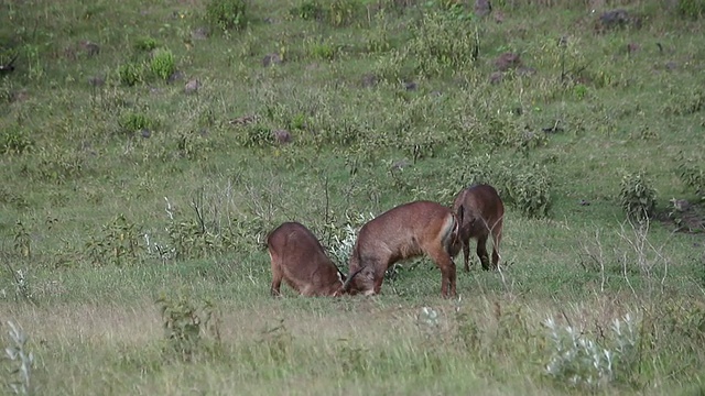 MS Two kobus ellipsiprymnus defassa在纳库鲁公园/国家公园玩耍，非洲，肯尼亚视频素材