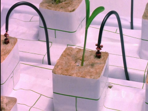 时间流逝植物从泥土中生长视频素材画面1