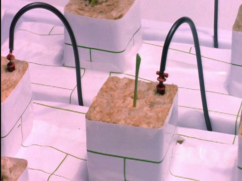时间流逝植物从泥土中生长视频素材画面2