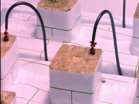 时间流逝植物从泥土中生长视频素材画面3