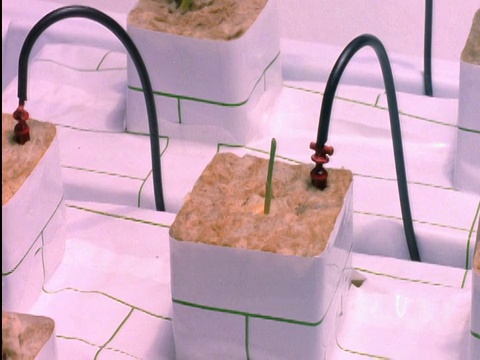 时间流逝植物从泥土中生长视频素材画面4