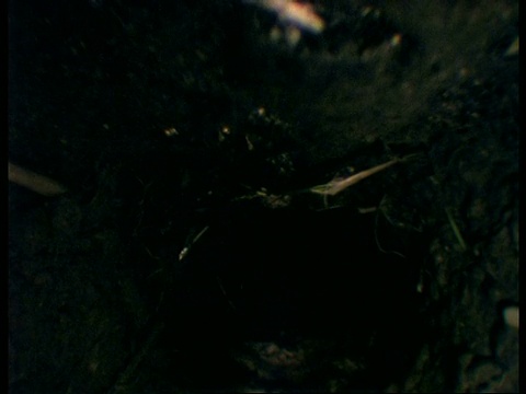 CU欧洲鼹鼠，Talpa europaea，沿着隧道向摄像机移动，英国视频素材画面1