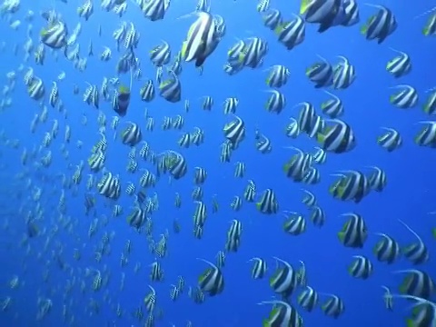 长鳍板鳍鱼(尖鳍长鳍鱼)鱼群，马尔代夫视频素材画面1
