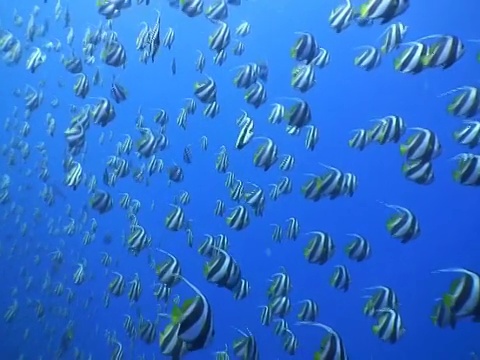 长鳍板鳍鱼(尖鳍长鳍鱼)鱼群，马尔代夫视频素材画面2