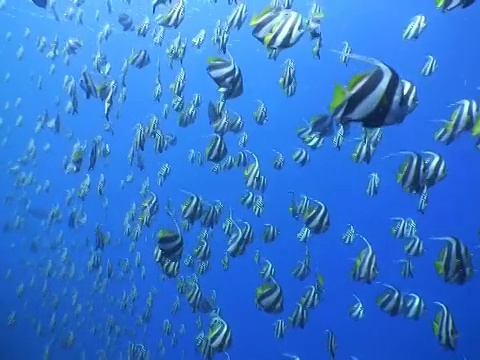 长鳍板鳍鱼(尖鳍长鳍鱼)鱼群，马尔代夫视频素材画面4