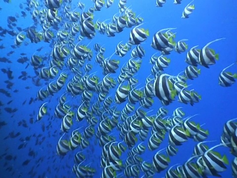 长鳍旗鱼成群结队，马尔代夫视频素材画面1