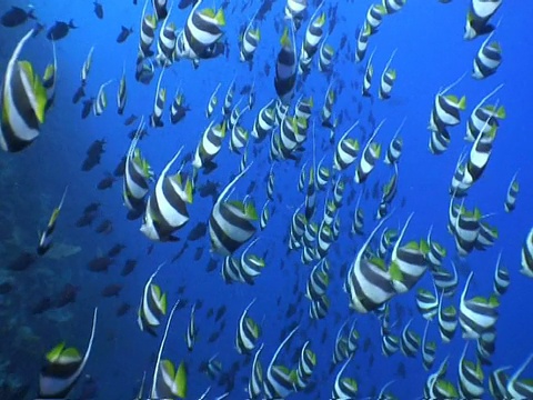 长鳍旗鱼成群结队，马尔代夫视频素材画面3