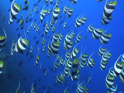 长鳍旗鱼成群结队，马尔代夫视频素材画面4