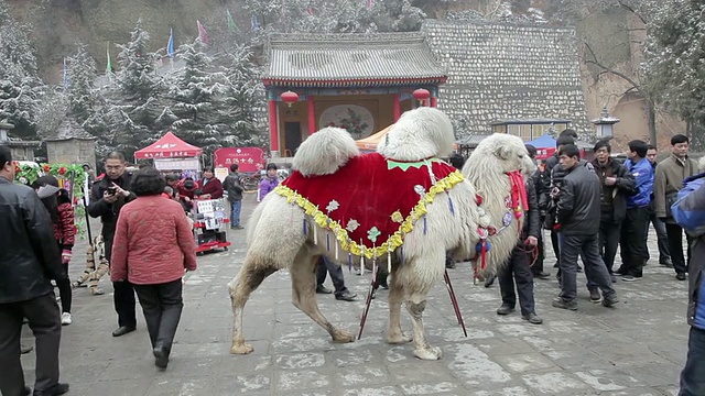 中国春节庙会上与游客合影的骆驼小姐/陕西铜川视频素材