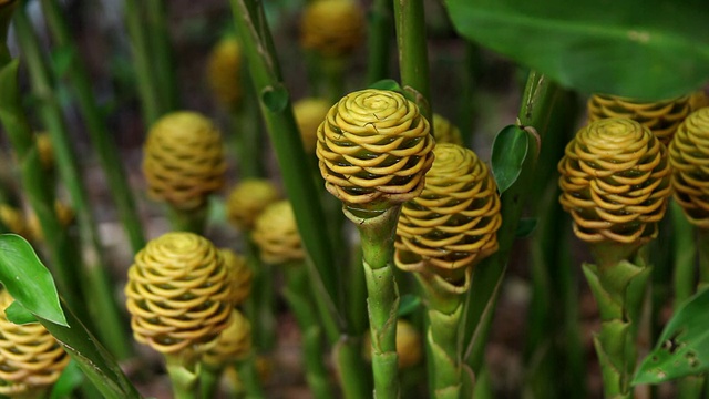 生长在美国夏威夷大岛热带森林的金蜂巢姜花视频素材