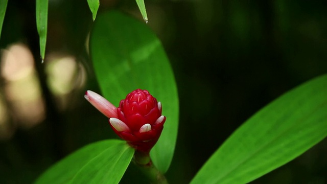 CU不分枝的多年生草本花被风摇动/奥梅，大岛，夏威夷，美国视频素材