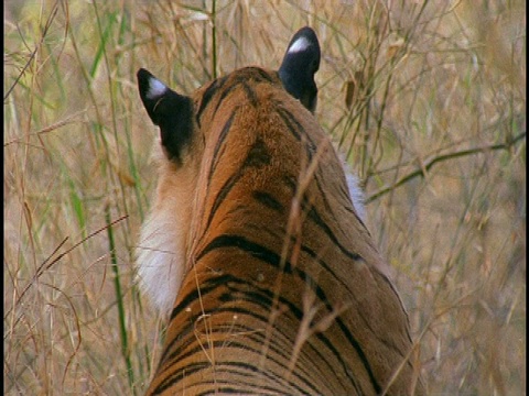 印度班德哈加国家公园，印度皇家孟加拉虎，Panthera tigris tigris，脸在草丛中，摇晃和抓伤视频素材