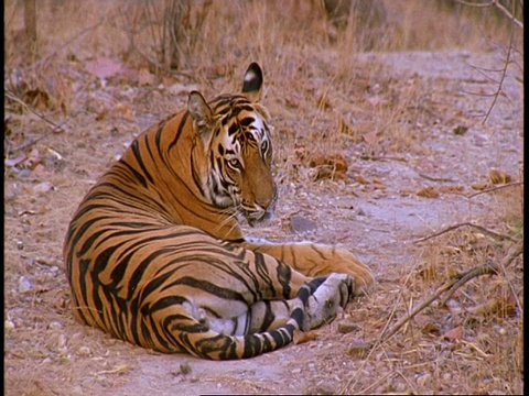 皇家孟加拉虎，Panthera tigris，躺在丛林中，班德哈瓦格国家公园，印度视频素材