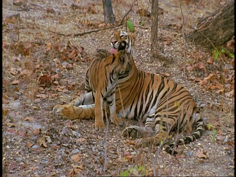 皇家孟加拉虎，Panthera tigris tigris，在丛林中的幼崽，班德哈瓦格国家公园，印度视频素材