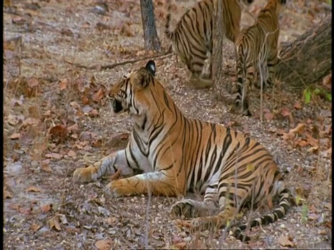 印度班德哈瓦国家公园，印度皇家孟加拉虎，Panthera tigris tigris和幼崽在丛林里，深情的行为视频素材