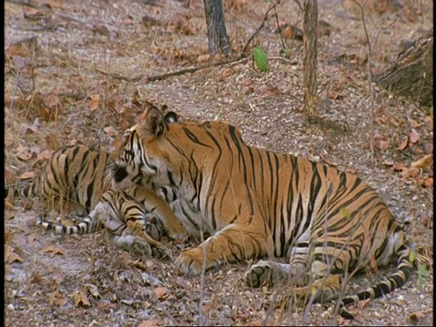 皇家孟加拉虎，Panthera tigris tigris，在丛林中的幼崽，班德哈瓦格国家公园，印度视频素材