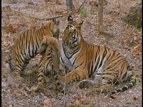 皇家孟加拉虎，Panthera tigris tigris，在丛林中的幼崽，班德哈瓦格国家公园，印度视频素材