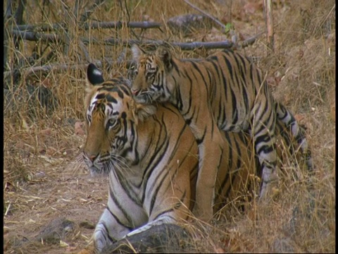 印度班德哈瓦国家公园，印度皇家孟加拉虎，Panthera tigris tigris和幼崽在丛林中，亲热的行为视频素材