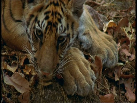 印度班德哈瓦国家公园，印度皇家孟加拉虎(Panthera tigris tigris)，熟睡的幼崽，在森林的地面上休息视频素材