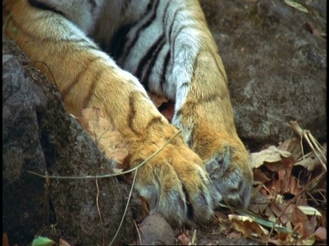 皇家孟加拉虎(Panthera tigris tigris)舔爪子，班德哈加国家公园，印度视频素材