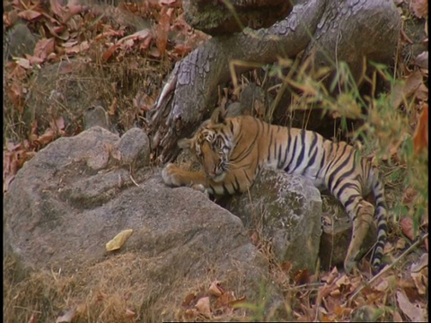 皇家孟加拉虎(Panthera tigris tigris)的幼崽躺在岩石上，班德哈瓦格国家公园，中央邦，印度视频素材